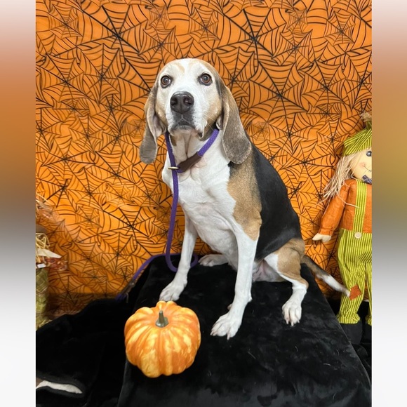 Treeing walker coonhound explained - Picture 12 of 15